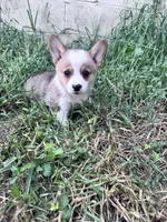 Biscuit, a male Pembroke Welsh Corgi for sale in Hopkinsville, KY – 1 of 5