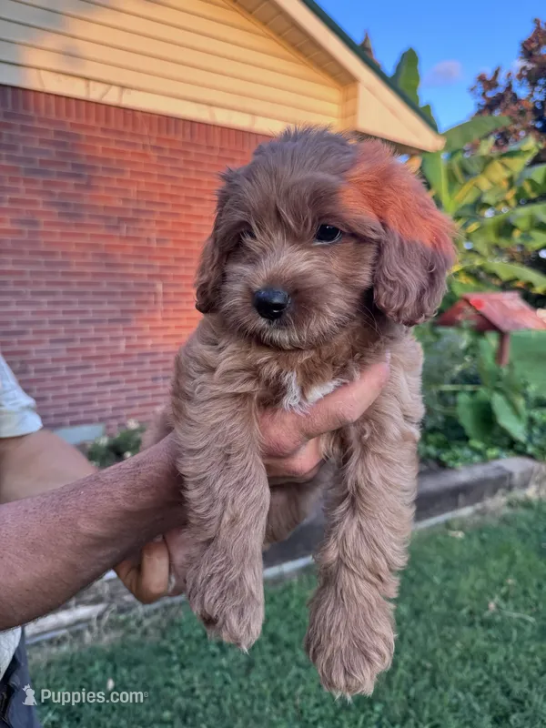 Buddy – Cavapoo, Bichpoo puppy on hold in Hopkinsville, KY