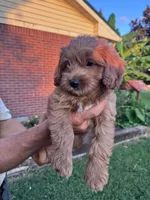 Buddy, a male Cavapoo and Bichpoo for sale in Hopkinsville, KY – 1 of 4