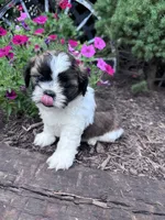 Chewy, a male Shih Tzu for sale in Hopkinsville, KY – 2 of 6