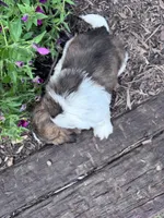 Chewy, a male Shih Tzu for sale in Hopkinsville, KY – 3 of 6