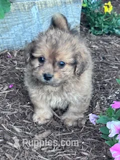 Cookie – Shihpoo puppy for sale in Hopkinsville, KY