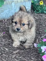 Cookie, a male Shihpoo for sale in Hopkinsville, KY – 1 of 5
