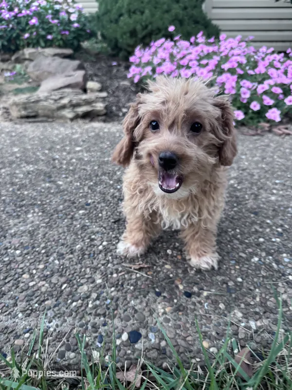 Peanut – Yorkipoo puppy for sale in Hopkinsville, KY