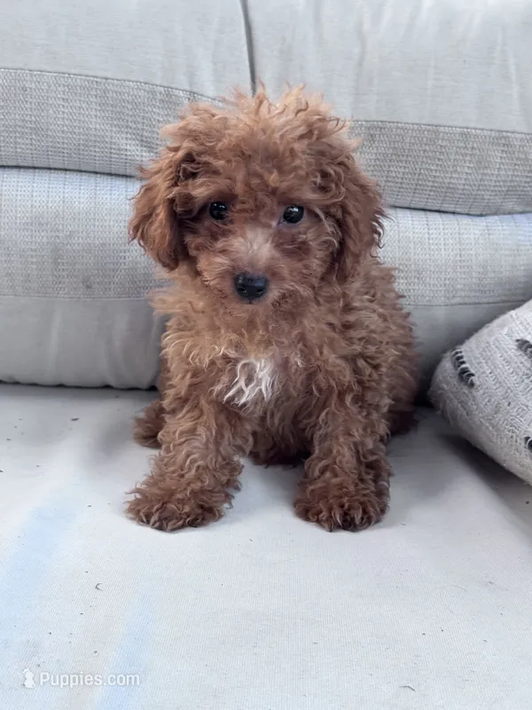 Minnie – Poodle - Miniature  puppy for sale in Hopkinsville, KY