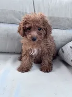 Minnie, a female Poodle - Miniature  for sale in Hopkinsville, KY – 5 of 7