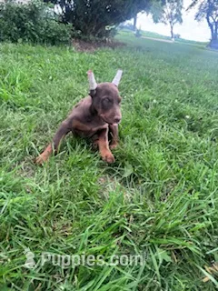 Jase – Doberman Pinscher puppy for sale in Hopkinsville, KY