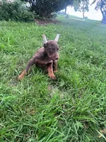 Jase, a male Doberman Pinscher for sale in Hopkinsville, KY – 1 of 5