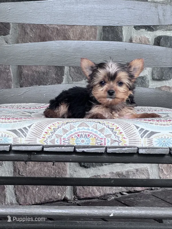 Yogi – Yorkshire Terrier puppy for sale in Hopkinsville, KY