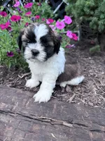 Chewy, a male Shih Tzu for sale in Hopkinsville, KY – 1 of 6