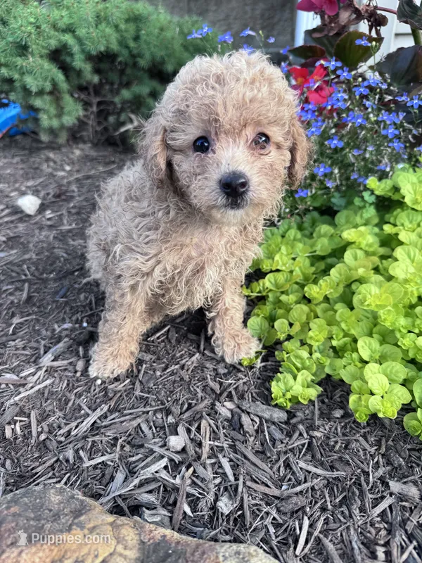 Tinker – Yorkipoo puppy for sale in Hopkinsville, KY