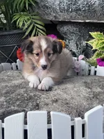 Clyde , a male Shetland Sheepdog for sale in Hopkinsville, KY – 3 of 7