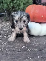 Jack, a male Yorkipoo for sale in Hopkinsville, KY – 4 of 4