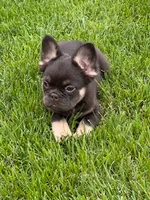 Dolly, a female French Bulldog for sale in Hopkinsville, KY – 6 of 8
