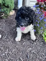 Oreo, a female Yorkipoo for sale in Hopkinsville, KY – 5 of 6