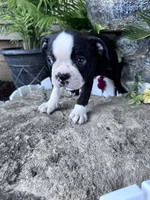 Bobo, a male Boston Terrier for sale in Hopkinsville, KY – 3 of 6