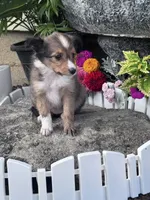Sofia, a female Shetland Sheepdog for sale in Hopkinsville, KY – 4 of 8