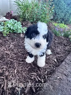 Snoopy – Sheepadoodle puppy for sale in Hopkinsville, KY