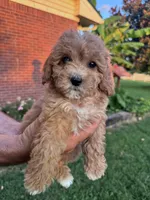 Izzy, a female Cavapoo and Bichpoo for sale in Hopkinsville, KY – 2 of 4