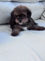 Teddy , a male Yorkipoo for sale in Hopkinsville, KY – 5 of 8
