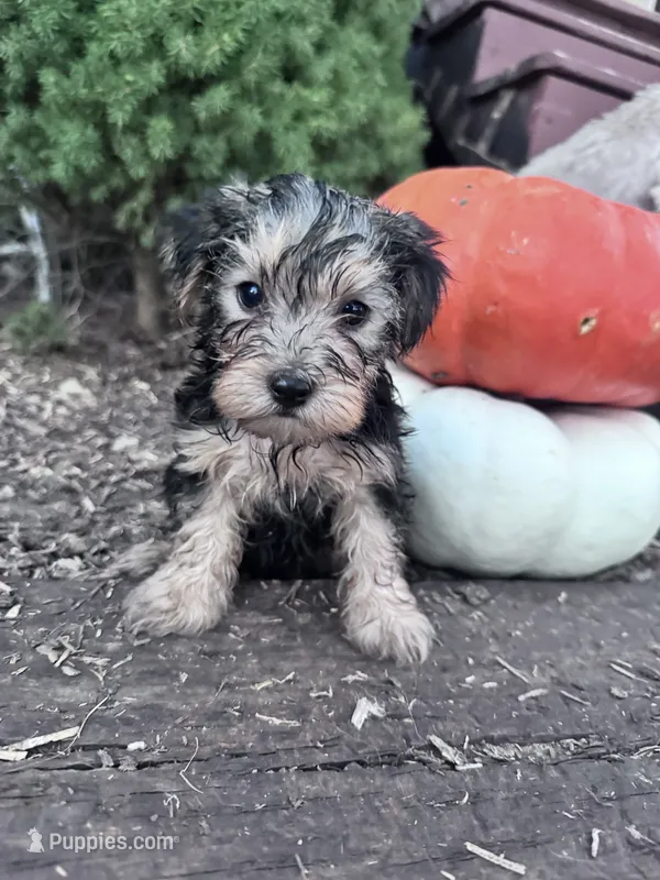 Jack – Yorkipoo puppy for sale in Hopkinsville, KY