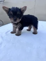 Jack, a male Yorkshire Terrier for sale in Hopkinsville, KY – 7 of 10