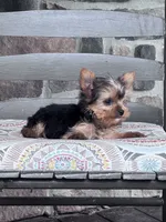 Yogi, a male Yorkshire Terrier for sale in Hopkinsville, KY – 4 of 4