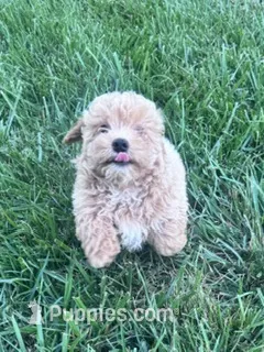 Peanut – Bichpoo puppy for sale in Hopkinsville, KY