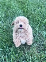 Peanut, a male Bichpoo for sale in Hopkinsville, KY – 1 of 4