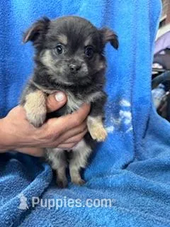 Lulu – Chihuahua puppy for sale in Hopkinsville, KY