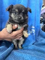 Lulu, a female Chihuahua for sale in Hopkinsville, KY – Photo 1 of 4