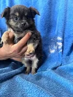 Lulu, a female Chihuahua for sale in Hopkinsville, KY – Photo 4 of 4