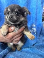 Lulu, a female Chihuahua for sale in Hopkinsville, KY – Photo 2 of 4