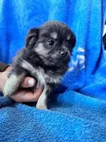 Lulu, a female Chihuahua for sale in Hopkinsville, KY – Photo 3 of 4