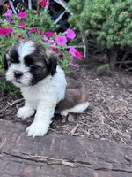 Chewy, a male Shih Tzu for sale in Hopkinsville, KY – 6 of 6