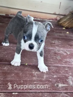 Misty – Boston Terrier puppy for sale in Hopkinsville, KY