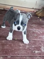 Misty, a female Boston Terrier for sale in Hopkinsville, KY – 1 of 6