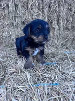 Yogi, a male Yorkshire Terrier for sale in Hopkinsville, KY – 4 of 7