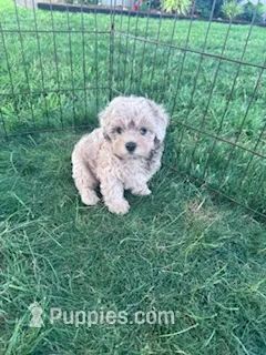 Leo – Shihpoo puppy for sale in Hopkinsville, KY
