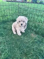 Leo, a male Shihpoo for sale in Hopkinsville, KY – 1 of 3