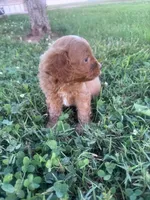Charlie, a male Cavapoo for sale in Hopkinsville, KY – 3 of 5
