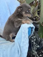 Brownie, a male Chihuahua for sale in Hopkinsville, KY – 3 of 6