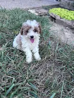 Pebbles, a female Poodle - Miniature  for sale in Hopkinsville, KY – 1 of 7