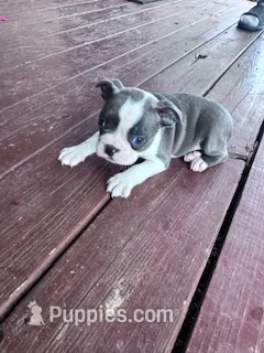Skye – Boston Terrier puppy for sale in Hopkinsville, KY