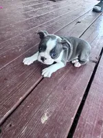 Skye, a female Boston Terrier for sale in Hopkinsville, KY – 1 of 6