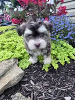 Raffy, a male Havanese for sale in Hopkinsville, KY – 5 of 6
