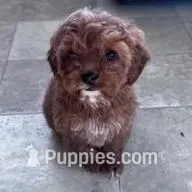 Sadie, a female Cavapoo for sale in Hopkinsville, KY – Photo 5 of 5