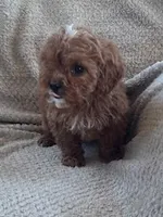 Sadie, a female Cavapoo for sale in Hopkinsville, KY – Photo 4 of 5