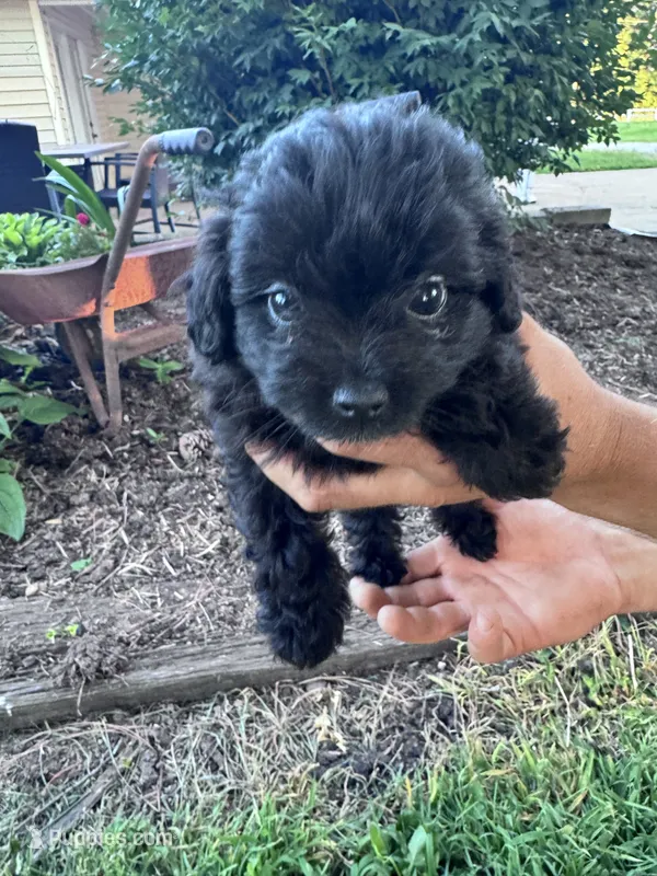 Pepper – Chipoo puppy for sale in Hopkinsville, KY