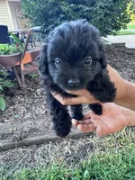 Pepper, a female Chipoo for sale in Hopkinsville, KY – 1 of 4